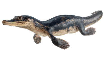 Nothosaurus marine reptileTransparent background, PNG file