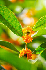 Paper mulberry tree with fruits	