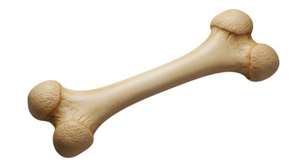 Isolated bone with texture and detail, medical illustration for anatomy or archeology study