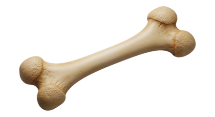 Isolated bone with texture and detail, medical illustration for anatomy or archeology study