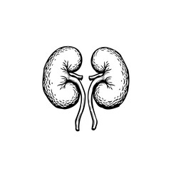 Sketch of human kidneys depicting anatomical structure and medical science focus presented on © LgsDesign