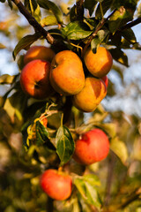 Bright orange and red apples cluster on branches in an orchard. Sunlight filters through leaves, highlighting the fruits colors. Its a beautiful autumn day