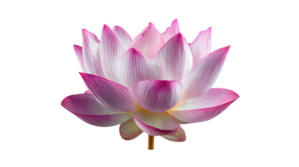Lotus flower openTransparent background, PNG file