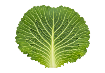 Detailed close-up view of a vibrant green cabbage leaf against a black background, showcasing intricate vein patterns and textures.