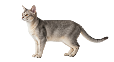 Isolated Abyssinian cat standing looking left side, gray tabby fur with yellow eyes looking away