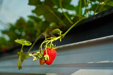 Strawberry cultivation. A large berry greenhouse.