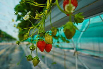 Strawberry cultivation. A large berry greenhouse.