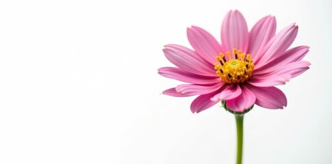 Fototapeta premium A single, vibrant greater pasqueflower blooms against a stark white backdrop , white background, detail