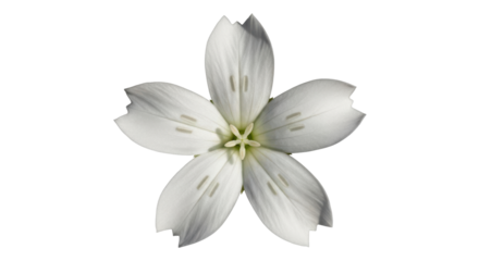 Isolated white flower with five petals, a star-shaped center, and unique petal texture, beauty