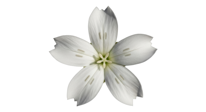Isolated white flower with five petals, a star-shaped center, and unique petal texture, beauty