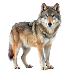 wolf isolated on white background