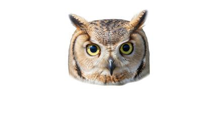 Isolated face of a great horned owl with yellow eyes and tufts of feathers on head