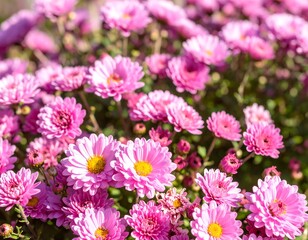 Close-up of pink chrysanthemum blossoms