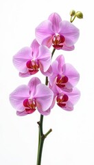 Obraz premium Elegant orchid branch with delicate blooms, isolated on white , element, bloom