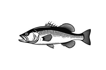 Sea bass vector. Isolated fish on white background 
