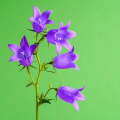Close-up of purple bellflowers