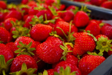 Strawberries are packaged in containers. Harvesting in a large greenhouse.