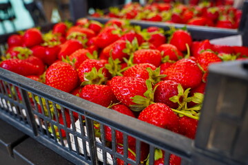 Strawberries are packaged in containers. Harvesting in a large greenhouse.