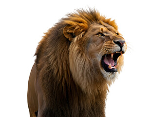Obraz premium Majestic Roaring Lion: Powerful Wildlife Photography