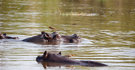Hippos in Botswana
