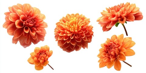 Close-up of several vibrant orange dahlias © nurlan