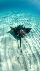 Stingray on sandy seabed