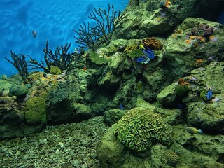coral reef