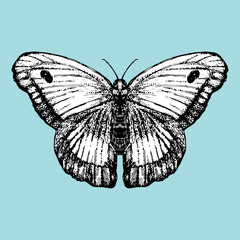 Hand-drawn illustration of Butterfly. Vector elements.	