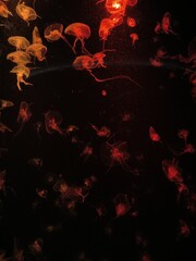 Jellyfish background