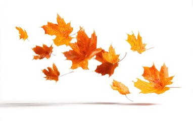 Obraz premium Falling autumn leaves against a white background