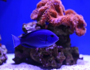 Obraz premium Vibrant blue fish near coral reef
