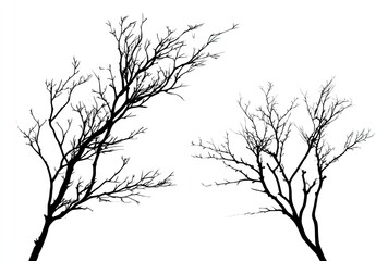 Obraz premium Silhouettes of bare winter trees