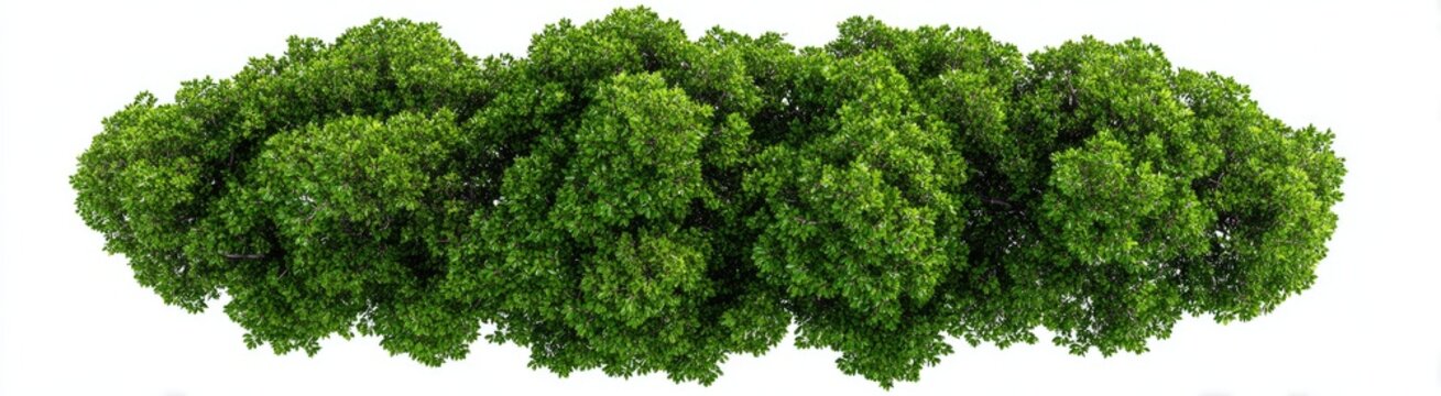 Dense cluster of foliage, overhead view