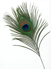 Fototapeta premium peacock feather on white background