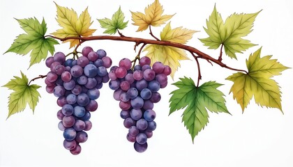 Obraz premium Watercolor illustration of ripe purple grape clusters hanging from vine branches with green, yellow autumn leaves. White background isolates fruit, emphasizing freshness, harvest abundance for wine,
