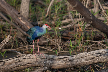 Colorful Grey headed swamphen perched on a dry branch with surrounding lot of tree and branches.