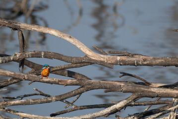 A vibrant Common kingfisher perched on a dry branch and watching for hunting with surrounded lot of dry trees and waterbody.