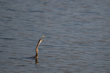 Close up of an Anhinga or darter or snake bird on water with fish in the mouth against a  natural background.