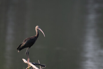 Glossy Ibis perched on a dry branch against a blurred natural background. The birds slender curved beak and dark plumage stand out in the soft light, creating a serene wildlife scene.