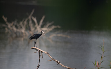Glossy Ibis perched on a dry branch against a blurred natural background. The birds slender curved beak and dark plumage stand out in the soft light, creating a serene wildlife scene.