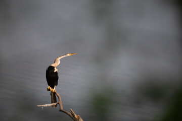 Close up of an Anhinga or darter or snake bird perched on a tree branch against a blurred natural background.