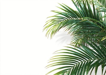 Fototapeta premium Close-up of lush palm fronds against a white background