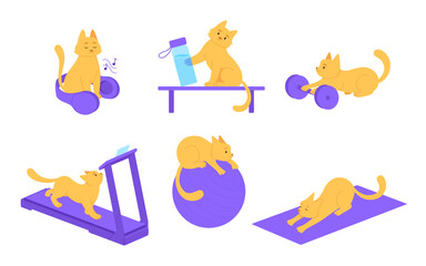 Fitness sport cat color illustration