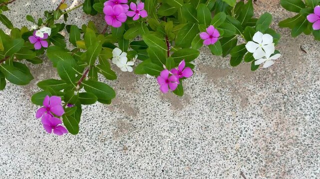 A vibrant top-down display of pink and white periwinkle flowers (Catharanthus roseus) and their lush green leaves, filling the edge of a light-colored concrete or textured stone wall.