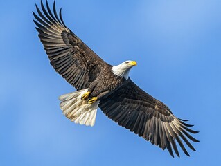 Fototapeta premium A majestic bald eagle soaring through the sky, its wings fully extended against a bright blue backdrop
