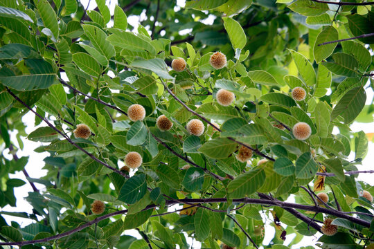 Neolamarckia cadamba burflower-tree laran Leichhardt pine kadamba kadam cadamba flower tree