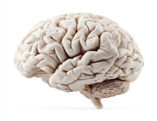 Detailed anatomical illustration of a human brain, side view.  A light beige/cream colored 3D model of a human brain, presented in profile.  
