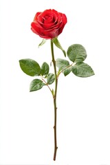 Single, vibrant red rose with green leaves and stem, isolated against a pure white background.  A single, perfect bloom, showcasing its rich color and delicate structure.