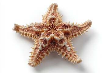 Dried starfish, top-down view.  Light tan/brown color