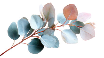 Delicate eucalyptus branch with soft colors